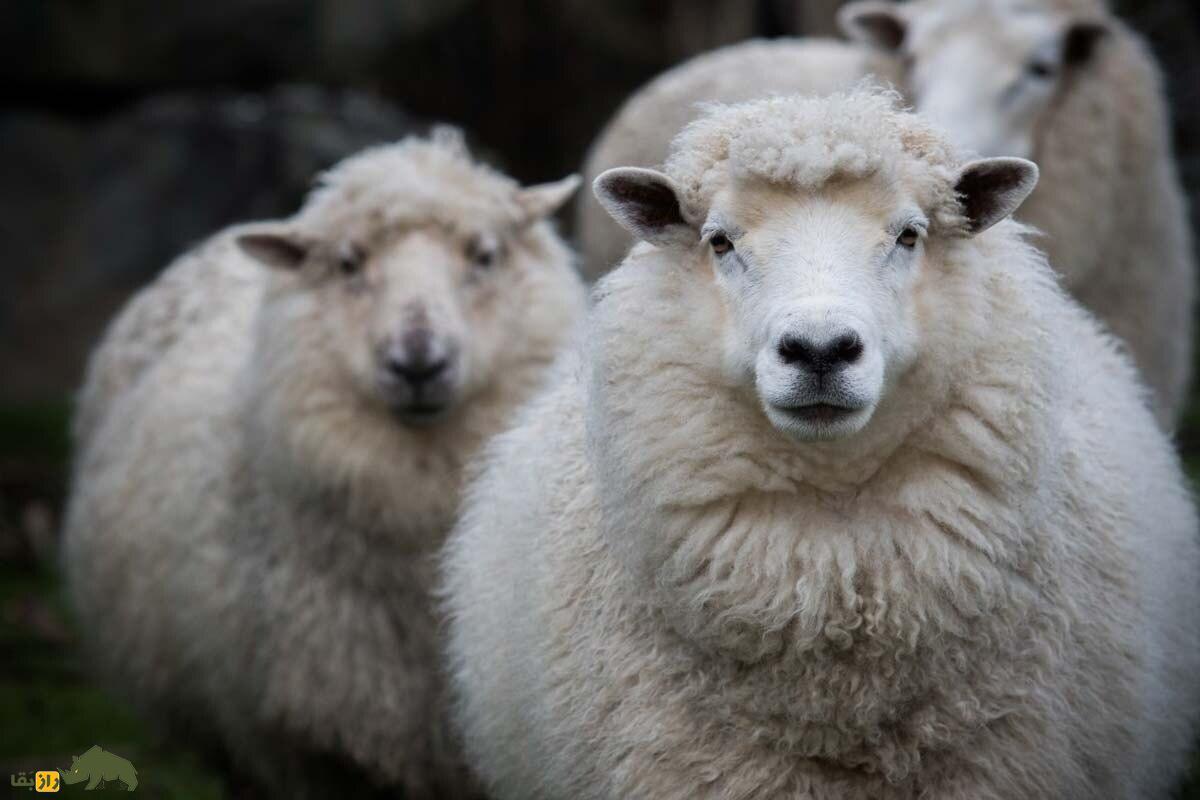 گوسفند مرینو؛ گوسفندی به قیمت الماسی که صادر شده است!