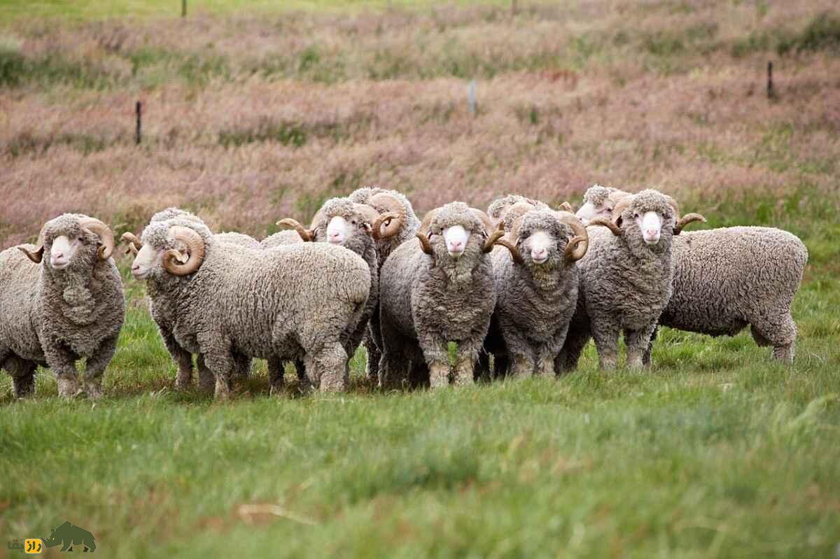 گوسفند مرینو؛ گوسفندی به قیمت الماس که صادر شده است!