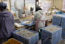 چگونه یک مزرعه ژاپنی روزانه 70000 تخم بلدرچین تولید و برداشت می کند؟ (فیلم)