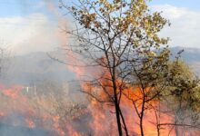 آتش سوزی در ۳۶۹ هکتار از جنگل ها و مراتع «ابنارون» کهگیلویه.