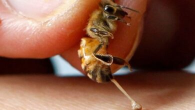 آیا نیش زنبور عسل برای انسان خطرناک است؟
