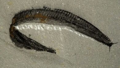 این فسیل دریایی جد مهره داران امروزی است. اشتباه عجیب دانشمندان!