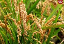 «برنج طلایی» چیست و چرا جنجال‌برانگیز شده است؟ (+عکس)