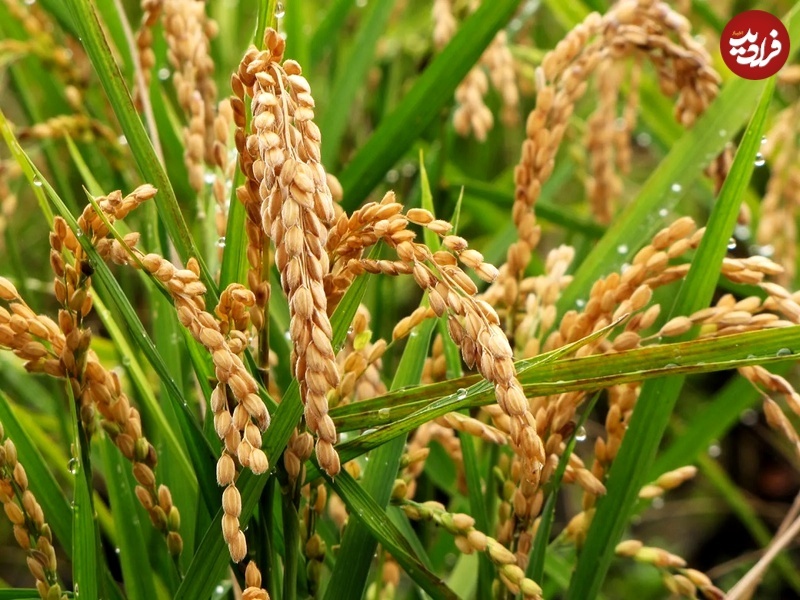«برنج طلایی» چیست و چرا جنجال‌برانگیز شده است؟ (+عکس)
