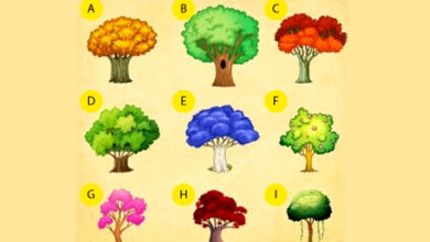 تست شخصیت شناسی؛ یک درخت را انتخاب کنید و شخصیت واقعی خود را بشناسید