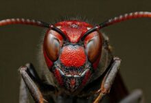 تصاویر ماکرو منحصر به فرد از حشرات
