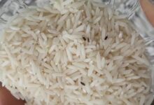 حشره برنج چیست؟ 3 راه از بین بردن تضمینی این حشره