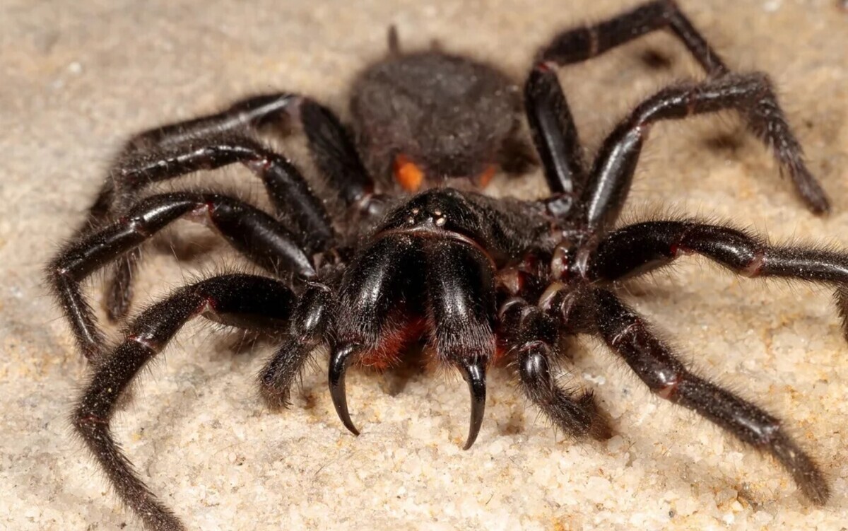 دیدن عنکبوت 15 برابر سمی تر از مار زنگی در قشم