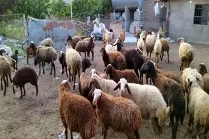 قیمت گوسفند زنده عید قربان اعلام شد