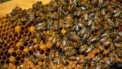 نقش جالب زنبورهای عسل در تشخیص سرطان ریه