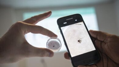 هوش مصنوعی پشه‌های ناقل مالاریا را به دام می‌اندازد!