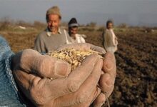 واکنش جهاد کشاورزی فارس به کلیپ منتشر شده «اختلاط خاک با گندم»