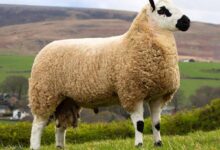 «کِری هیل»؛ گوسفندی با کله «خرس پاندا» که نرم‌ترین پشم دنیا را دارد! (+عکس)