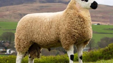 «کِری هیل»؛ گوسفندی با کله «خرس پاندا» که نرم‌ترین پشم دنیا را دارد! (+عکس)