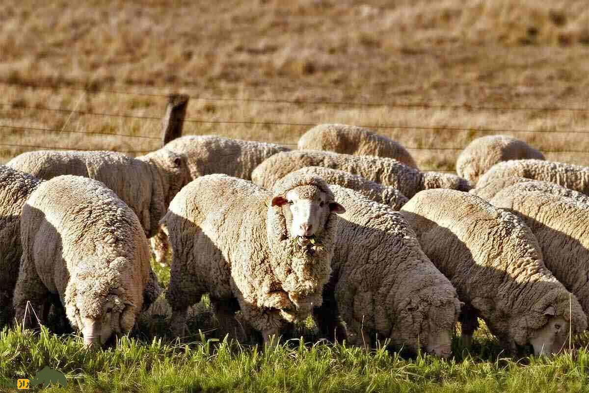 گوسفند مرینو؛ گوسفندی به قیمت الماس که صادر شده است! (+عکس)