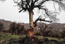 یک فعال محیط زیست: سوزاندن «جنگل‌های زاگرس» عمدی‌ست