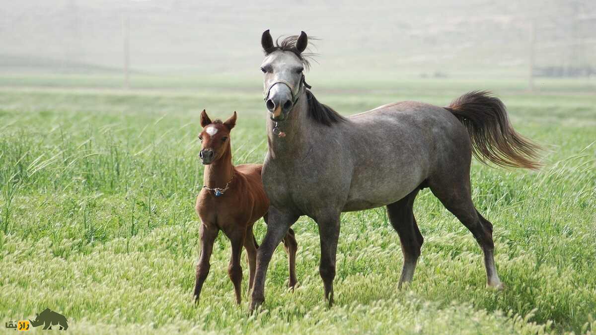 اسب «کُرد» زیباترین اسب ایران؛ کدام اسب کُردی بهتر است؛ جاف، افشاری یا سنجابی؟!