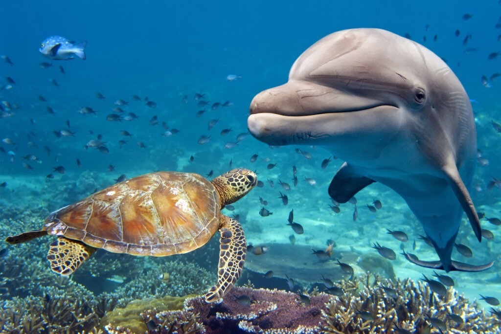 دلفین هوشیاری دارد و آن را با لاک پشت به اشتراک می گذارد