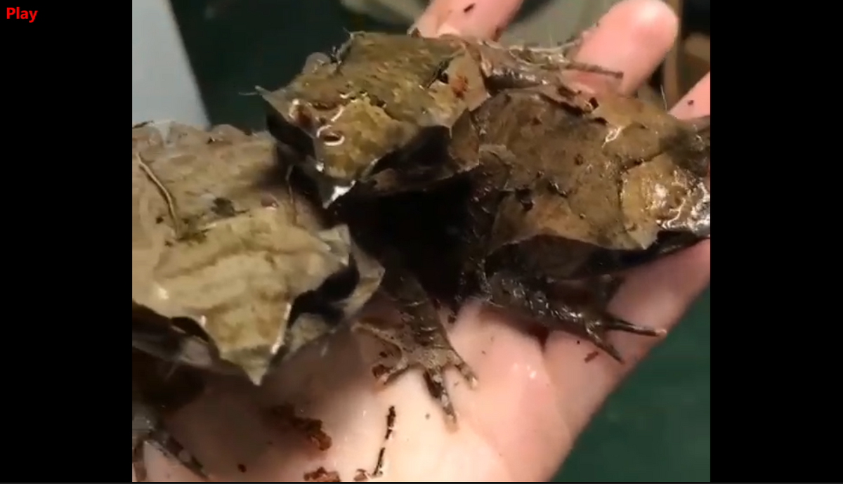 قورباغه های برگ شکل عجیب (فیلم)
