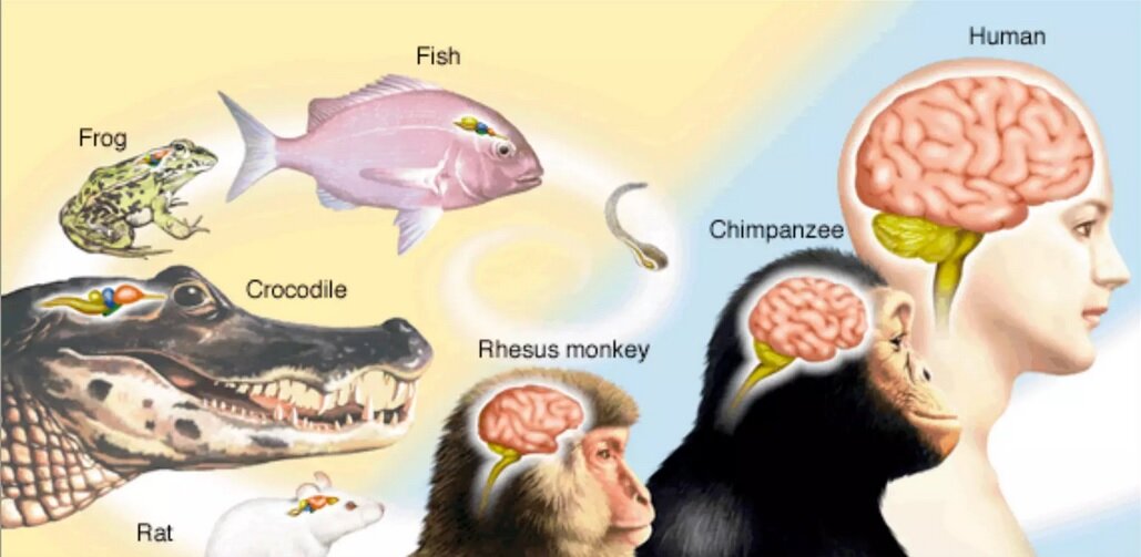 آیا حیوانات بزرگتر مغز بزرگتری دارند؟