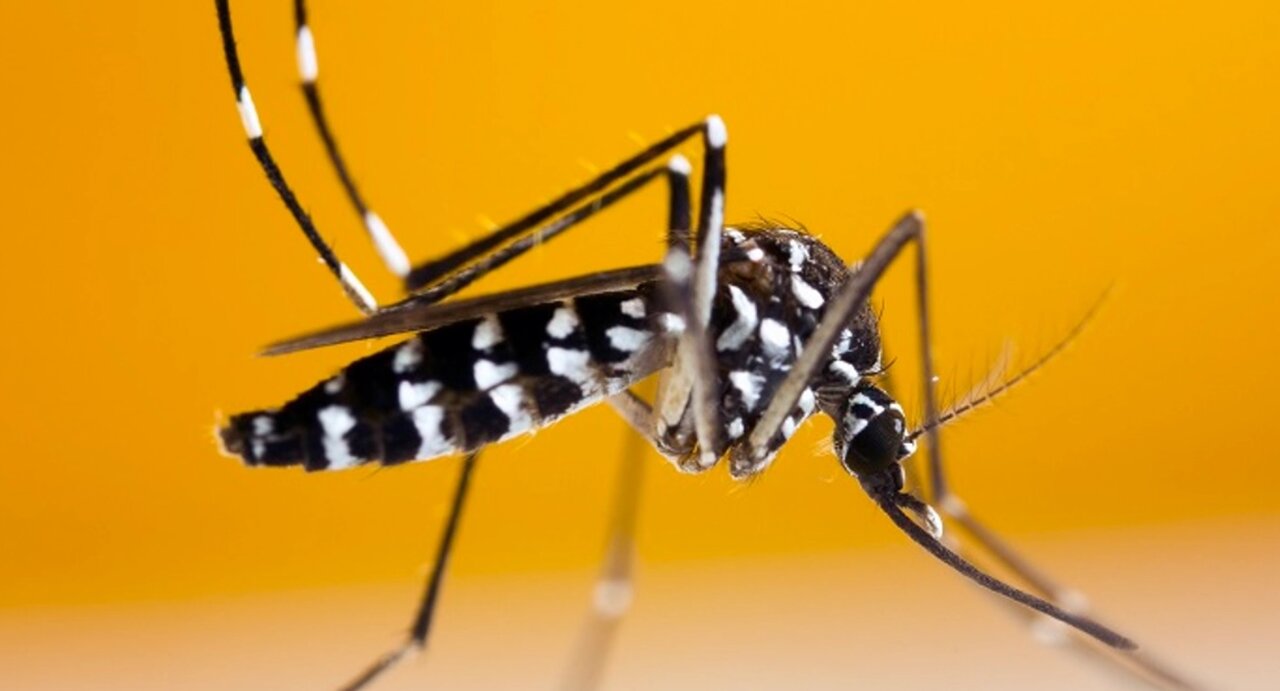 Hashda از محصولات دافع پشه Aedes استفاده می کند