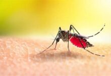 ابتلای ۱۵۰ نفر به بیماری تب دانگ در سراسر کشور
