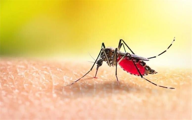 ابتلای ۱۵۰ نفر به بیماری تب دانگ در سراسر کشور