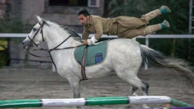 اسب «کُرد» زیباترین اسب ایران؛ کدام اسب کُردی بهتر است؛ جاف، افشاری یا سنجابی؟! (+عکس)