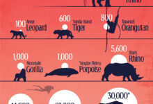 این 10 حیوان بیشترین خطر انقراض در جهان را دارند+ اینفوگرافیک