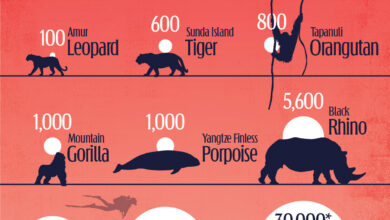 این 10 حیوان بیشترین خطر انقراض در جهان را دارند+ اینفوگرافیک
