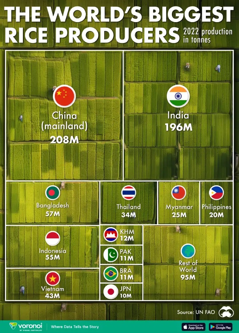 با بزرگترین تولیدکنندگان برنج جهان آشنا شوید (+ اینفوگرافی)