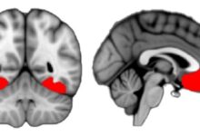 دانشمندان قسمت مسئول کنجکاوی در مغز را شناسایی کردند(+عکس)