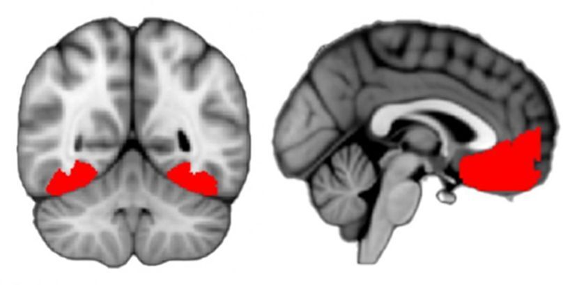 دانشمندان قسمت مسئول کنجکاوی در مغز را شناسایی کردند(+عکس)