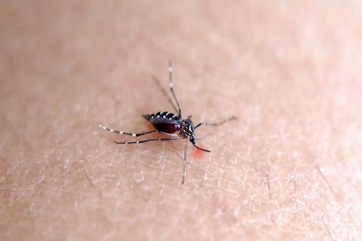 روشی جدید و موثر برای دور نگه داشتن پشه های ناقل بیماری از انسان