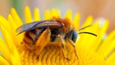 زنبور برگ‌ بُر ؛ بریدگی برگ های باغچه شما همیشه کار آفت های کوچک نیست! (عکس)