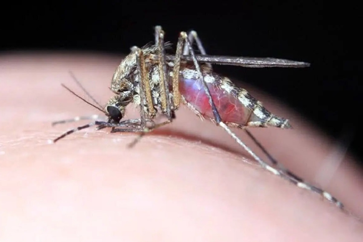 علائم نیش پشه Aedes؛ دنگی چند روز طول می کشد؟