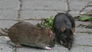 مبارزه با موش‌های پایتخت به روش جدید