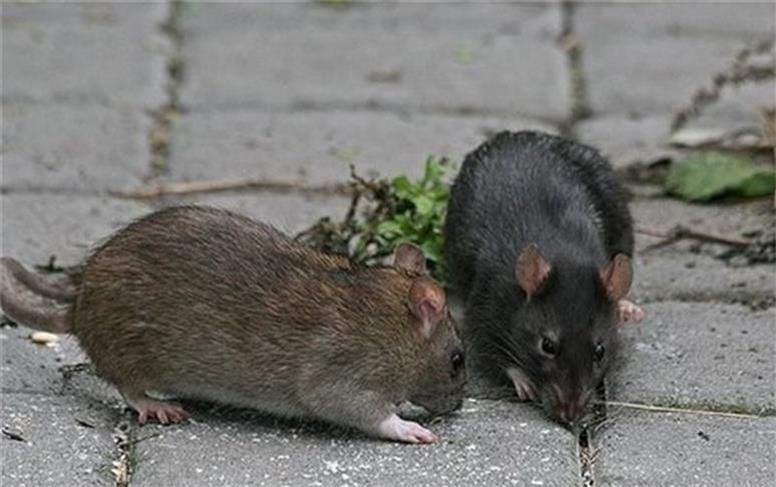 مبارزه با موش‌های پایتخت به روش جدید