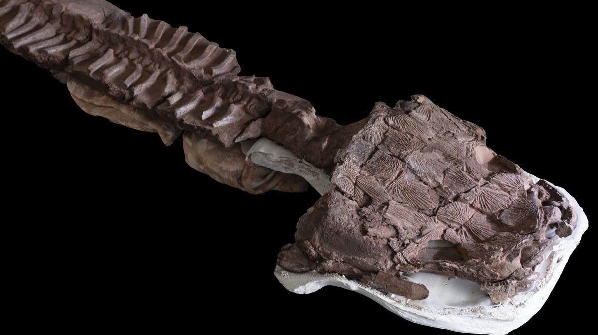 کشف یک شکارچی بزرگ که 40 میلیون سال قبل از دایناسورها می زیسته است