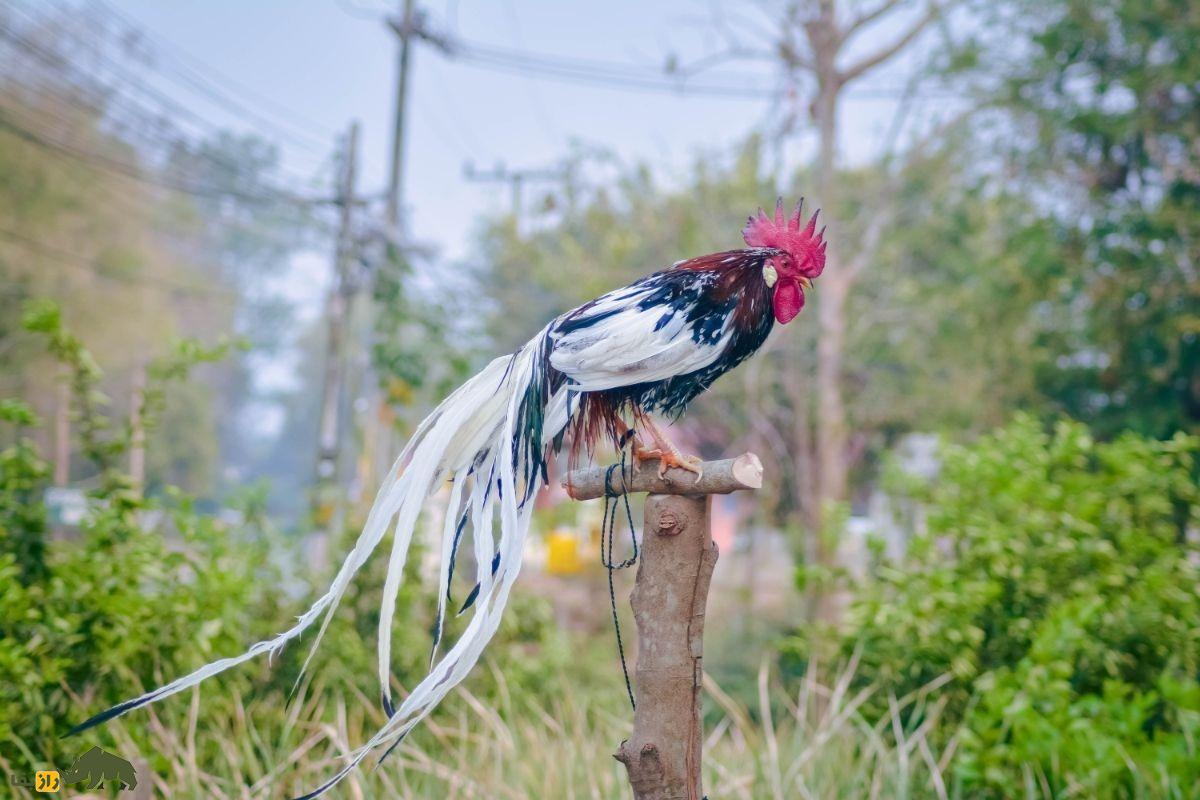 «اوناگادوری»؛ گنج طبیعی ژاپن که زیباترین پرنده جهان است و ۱۲ متر دُم دارد!