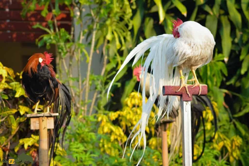 «اوناگادوری»؛ گنج طبیعی ژاپن که زیباترین پرنده جهان است و ۱۲ متر دُم دارد!