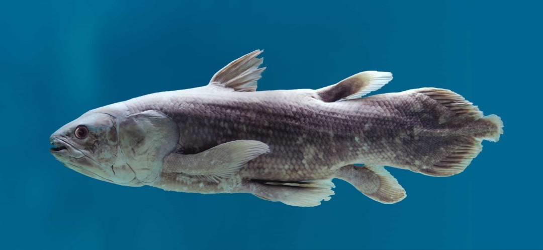 با قدیمی ترین موجودات زنده دنیا آشنا شوید. از سوسک تا پری دریایی (+ عکس)