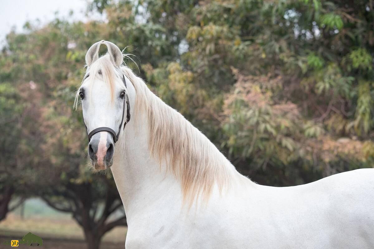 اسب ماوری; اسب عجیب هندی که گوش هایش چسبیده و راهش قرن ها ممنوع بود!