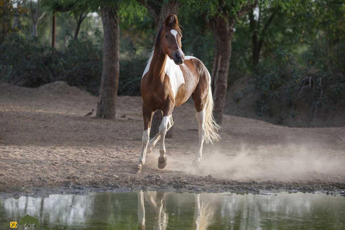اسب ماوری; اسب عجیب هندی که گوش هایش چسبیده و راهش قرن ها ممنوع بود!