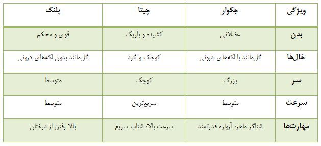 آیا می‌دانی چگونه جگوار، چیتا و پلنگ را از هم تشخیص دهی؟ (عکس)