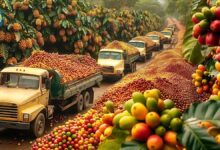 چگونه صدها تن قهوه در مزارع برزیل برداشت و فرآوری می شود؟ (فیلم)