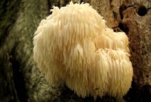 آیا قارچ پشمی واقعاً یک "ابر غذا" با خواص درمانی است؟