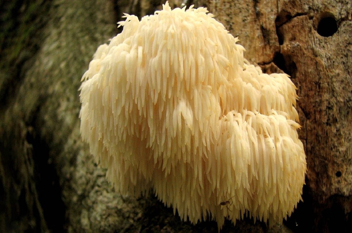 آیا قارچ پشمی واقعاً یک "ابر غذا" با خواص درمانی است؟