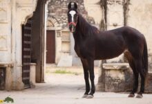 اسب ماوری; اسب عجیب هندی که گوش هایش چسبیده و راهش قرن ها ممنوع بود (+ عکس)