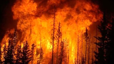 افزایش آتش سوزی در مناطق چهارگانه زیست محیطی در سال جاری